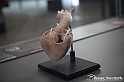 VBS_2882 - Mostra Body Worlds
